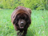 Disponible pour saillie un chien adulte Terre-Neuve chocolat (LOF)