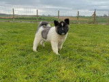 À vendre 5 chiots Akita Américains (LOF)