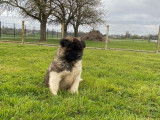 À vendre 5 chiots Akita Américains (LOF)
