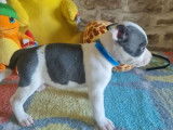 À réserver un chiot mâle Staffordshire Bull Terrier LOF bicolore
