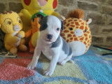 À réserver un chiot mâle Staffordshire Bull Terrier LOF bicolore