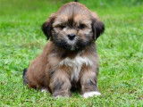 6 chiots Lhassa Apso à réserver (LOF)