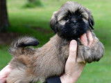 6 chiots Lhassa Apso à réserver (LOF)