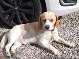 Chien adulte de type Beagle Mâle à vendre