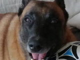 Adoption disponible : chienne Berger Malinois fauve charbonnée