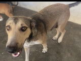 Chienne beige avec marque noire à adopter