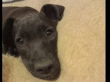 Chiot femelle noir prêt pour l’adoption