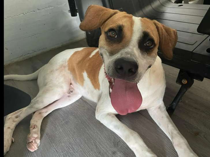 Adoption disponible : chien d'un an