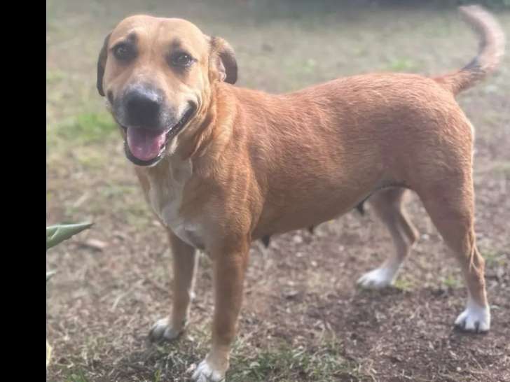 Chienne de 2 ans à la recherche d’une famille