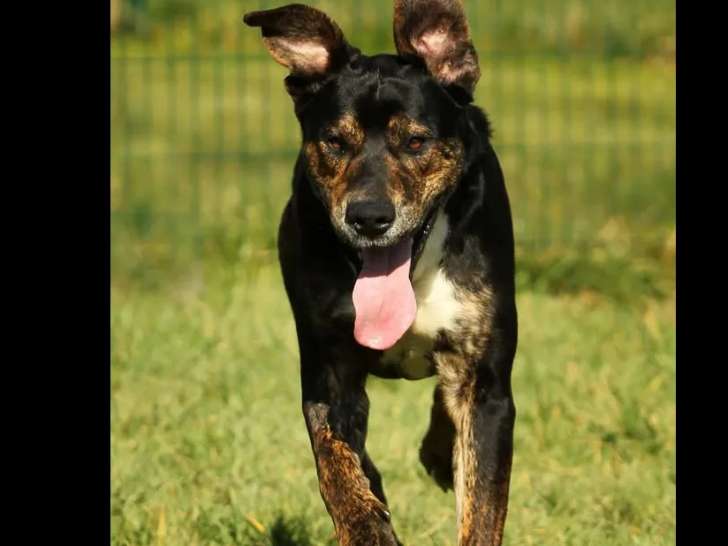 Chien noir et beige à adopter