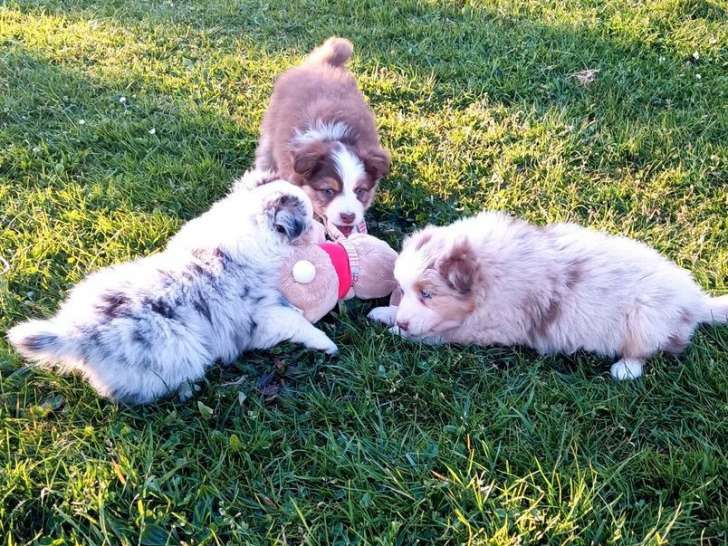 7 chiots Bergers Australiens LOF à réserver