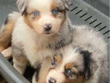 9 chiots Bergers Australiens disponibles à la réservation (LOF)