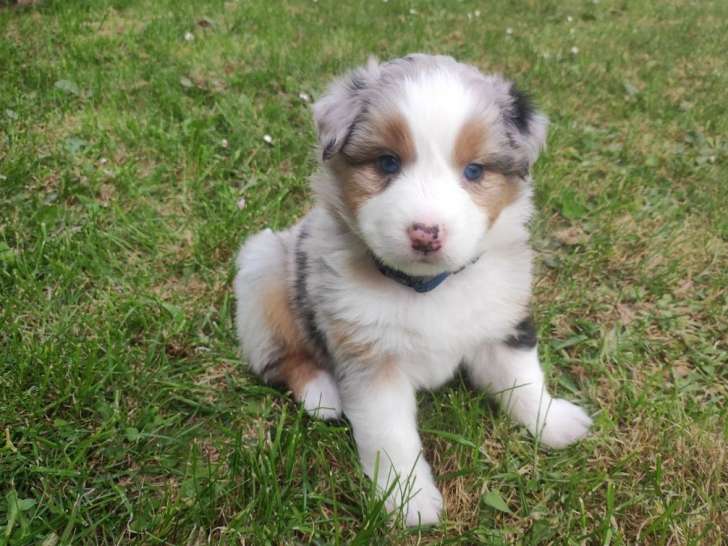 5 chiots Berger Australien à acheter (LOF)