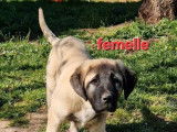 4 chiots Berger Kangal disponibles à l’achat (LOF)