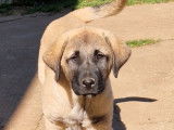 4 chiots Berger Kangal disponibles à l’achat (LOF)