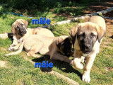 4 chiots Berger Kangal disponibles à l’achat (LOF)