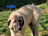 4 chiots Berger Kangal disponibles à l’achat (LOF)