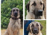 4 chiots Berger Kangal disponibles à l’achat (LOF)