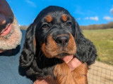 Chiots Setter Gordon LOF à réserver