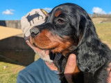 Chiots Setter Gordon LOF à réserver