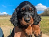 Chiots Setter Gordon LOF à réserver
