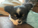 À réserver, 1 chiot Chihuahua femelle LOF