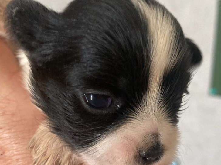 3 chiots Lhassa Apso LOF à réserver