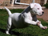 Chiot mâle Dogue Argentin disponible à l’achat (LOF)