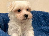 3 chiots mâles Bichons Maltais à vendre (LOF)