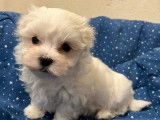 3 chiots mâles Bichons Maltais à vendre (LOF)