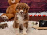 7 chiots Berger Australien à réserver (LOF)