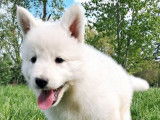 9 chiots Berger Blanc Suisse LOF &agrave; r&eacute;server