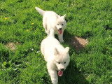 9 chiots Berger Blanc Suisse LOF &agrave; r&eacute;server