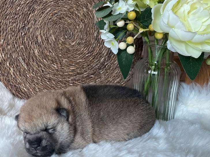 3 chiots Shiba Inu à réserver (LOF)