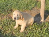 À vendre, chiots Golden Retriever LOF