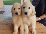 À vendre, chiots Golden Retriever LOF