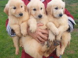 À vendre, chiots Golden Retriever LOF