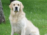 À vendre, chiots Golden Retriever LOF