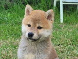 Mise en vente d’un chiot mâle Shiba Inu (LOF)