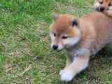 Mise en vente d’un chiot mâle Shiba Inu (LOF)