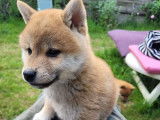 Mise en vente d’un chiot mâle Shiba Inu (LOF)
