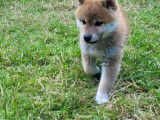 Mise en vente d’un chiot mâle Shiba Inu (LOF)