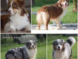 À réserver, 3 chiots Bergers Australiens (LOF)