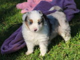 Chiots Bergers Australiens Miniatures à réserver (LOF)