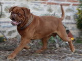 Chien Dogue de Bordeaux disponible pour saillie (LOF)