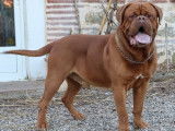 Chien Dogue de Bordeaux disponible pour saillie (LOF)