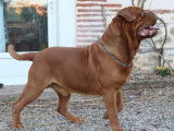 Chien Dogue de Bordeaux disponible pour saillie (LOF)