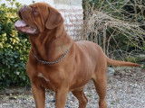 Chien Dogue de Bordeaux disponible pour saillie (LOF)