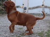 Chien Dogue de Bordeaux disponible pour saillie (LOF)