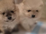Chiots de race Loulou de Poméranie à vendre (1 femelle & 1 mâle)